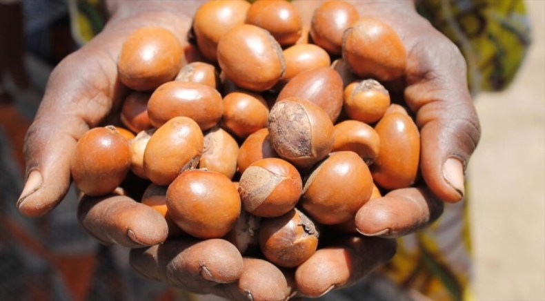 Du biodiesel produit à partir de la noix de karité
