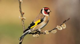 مسابقة لـ”أفضل طائر زينة” في قسنطينة