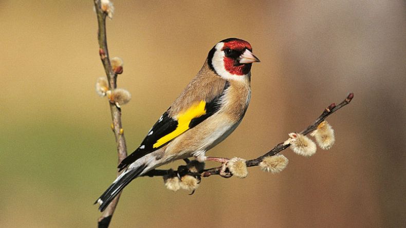 مسابقة لـ”أفضل طائر زينة” في قسنطينة