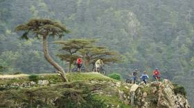 الجزائر تسجّل واحدة من أدنى مستويات تضرر الغابات جراء الحرائق منذ الاستقلال