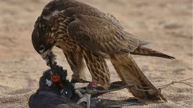 يهلك الوعول.. وتظهر التّحوت!