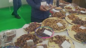 400 نوع من التمور الجزائرية يجهلها المواطنون!