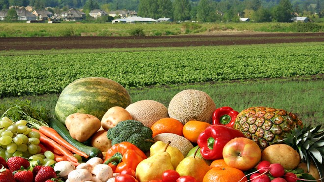وزارة الفلاحة تُطلق مشروعا جديدا في مجال البذور