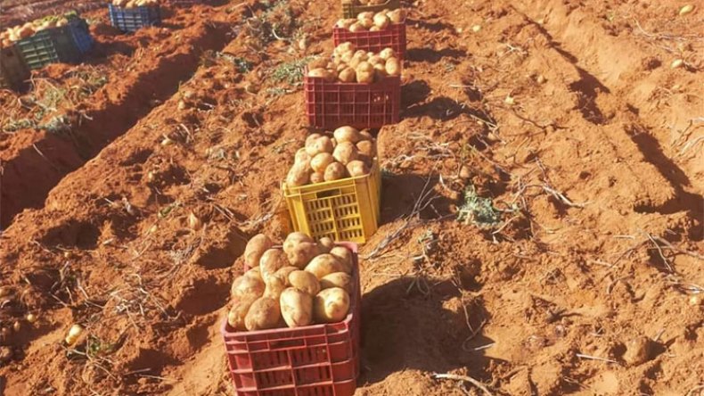 بداية تراجع أسعار البطاطا والطماطم