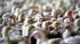 Grippe aviaire: Niveau de risque ‘’élevé’’ sur le territoire  français