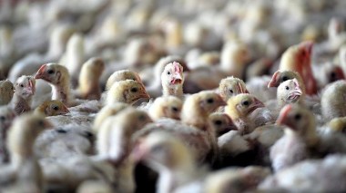 Grippe aviaire: Niveau de risque ‘’élevé’’ sur le territoire  français
