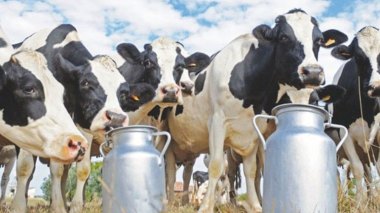 L’Algérie accueille ses vaches laitières américaines par avion