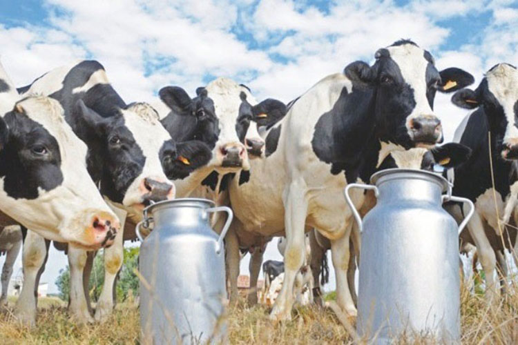 L’Algérie accueille ses vaches laitières américaines par avion