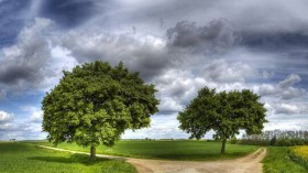 طريقان شتّى