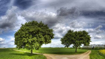 طريقان شتّى