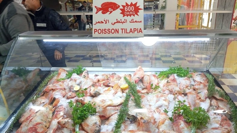 بالصور.. مجمع “أوراك” يشرع في تسويق سمك البلطي بأسعار تنافسية