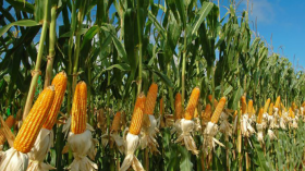 الشروع في جني الذرة الحبية في الوادي