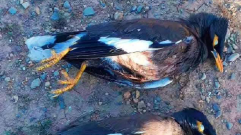 البليدة: إطلاق حملة للقضاء على طائر “المينا” الخطير ومحاصرة انتشاره