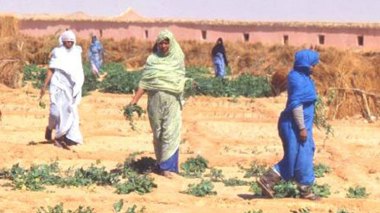 An Italian Agricultural Project In The Sahrawi Refugee Camps Of Tindouf