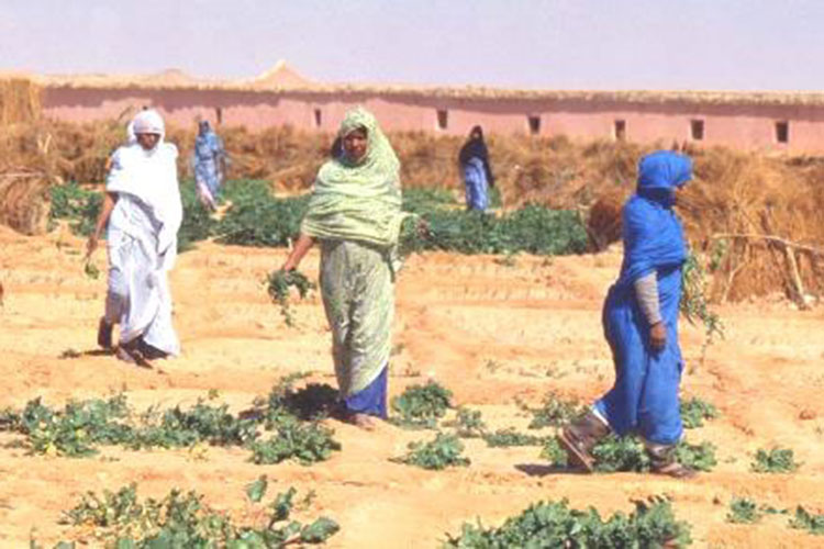 An Italian Agricultural Project In The Sahrawi Refugee Camps Of Tindouf