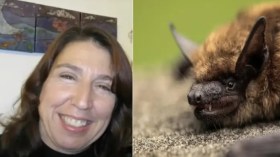 بالفيديو.. هكذا أنهى خفاش حياة معلمة أمريكية! 