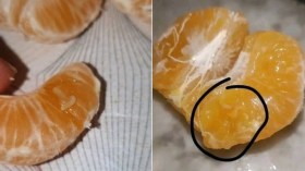 ديدان بفاكهة “المندرين” تثير الهلع في أوساط المستهلكين.. ما رأي المختصين؟