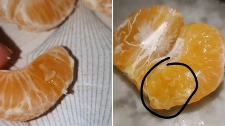 ديدان بفاكهة “المندرين” تثير الهلع في أوساط المستهلكين.. ما رأي المختصين؟