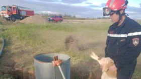 هكذا يجازف رجال الحماية المدنية بأرواحهم لإنقاذ الحيوانات