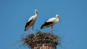 5 طرق لمنع الطيور من وضع أعشاشها فوق المداخن