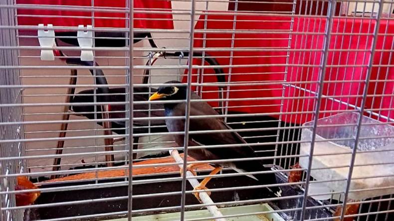 طائر”المينا” الخطير يُعرض للبيع!