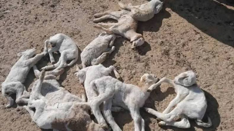 غلق مؤقت لأسواق الماشية في تيارت بسبب انتشار الحمى القلاعية