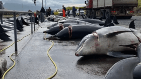 كارثة بيئية بسواحل الصومال.. نفوق أزيد من 100 دلفين لأسباب مجهولة