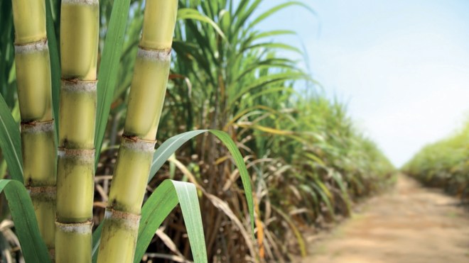 مشروع جزائري إيطالي لزراعة قصب السكر في المنيعة