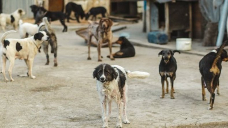 الكلاب الضالّة تفرض منطقها في بلاد مراكش!