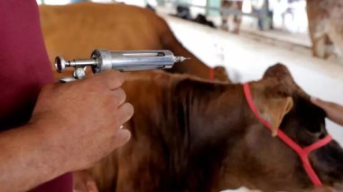 Prévention de la fièvre aphteuse: Vaccination de 400.000 têtes bovines et ovines avant fin janvier