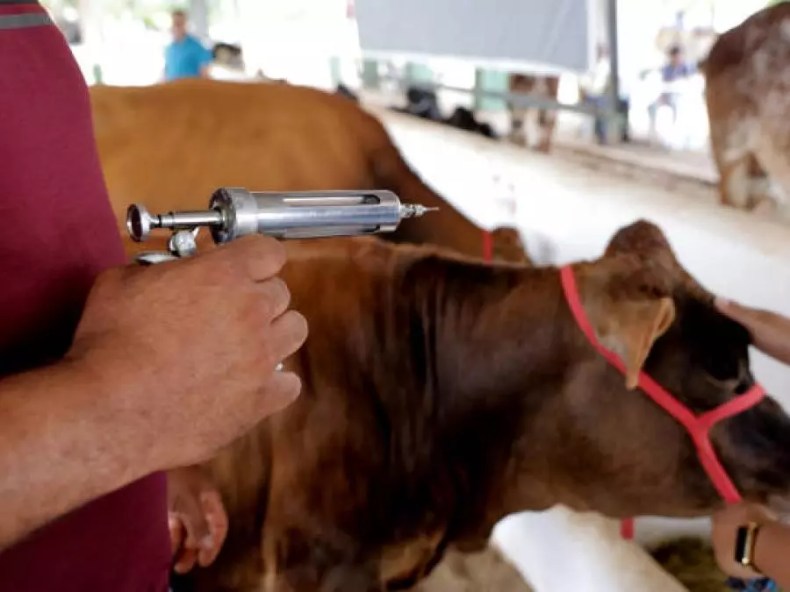 Prévention de la fièvre aphteuse: Vaccination de 400.000 têtes bovines et ovines avant fin janvier