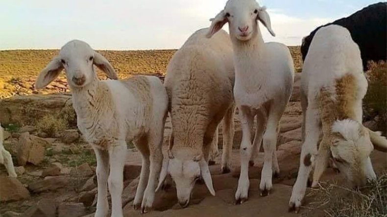 الجدري العقدي يصيب الخرفان أكثر من النعاج