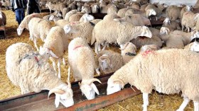 ديلمي: نسعى لتنظيم تربية الماشية وإنتاج اللحوم عبر تكثيف اللقاءات مع الموالين