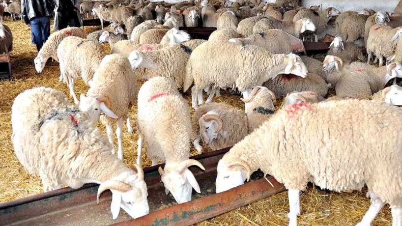 ديلمي: نسعى لتنظيم تربية الماشية وإنتاج اللحوم عبر تكثيف اللقاءات مع الموالين