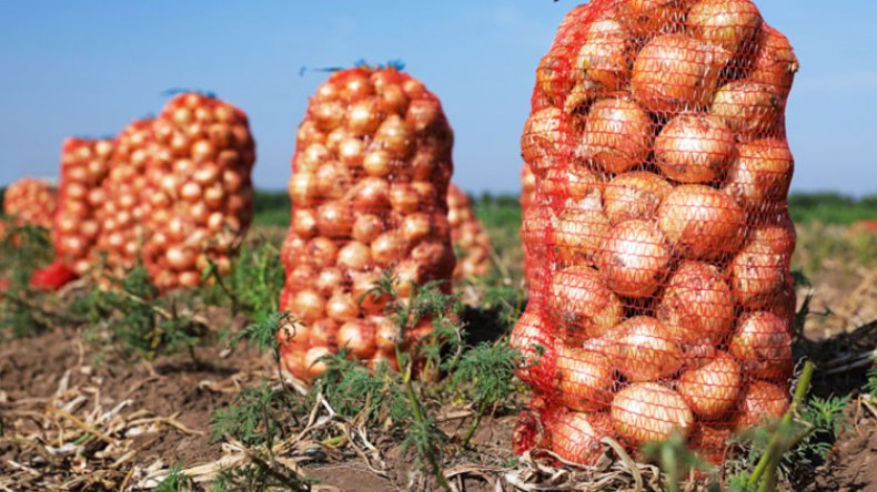 تصدير 500 طن من البصل الأحمر باتجاه ليبيا