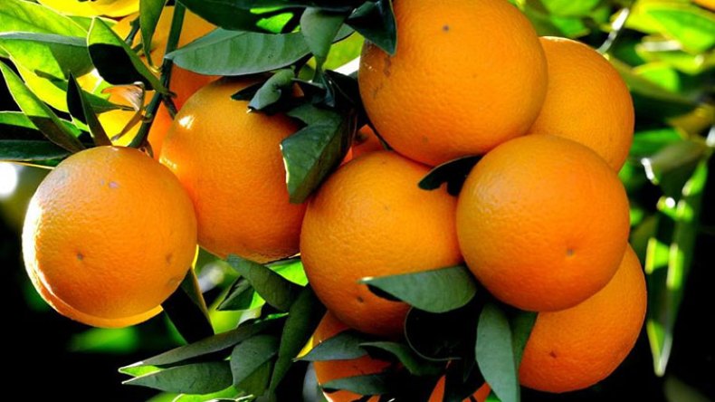 الحمضيات حليف طبيعي لرفع المناعة ومواجهة الأمراض لدى الجزائريين