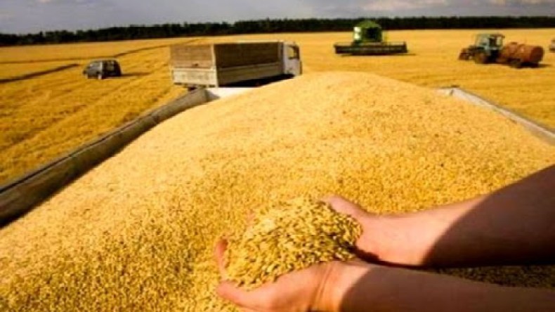 تخصيص قرابة 6,9 ألف هكتار للزراعات الزيتية والبقول الجافة في عين الدفلى