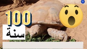 بني عباس: السلحفاة المعمر لأكثر من 100 سنة يجذب الأنظار بحديقة الحيوانات