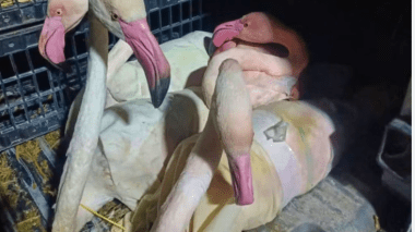 Insolite: Saisie de flamants roses destinés à la contrebande