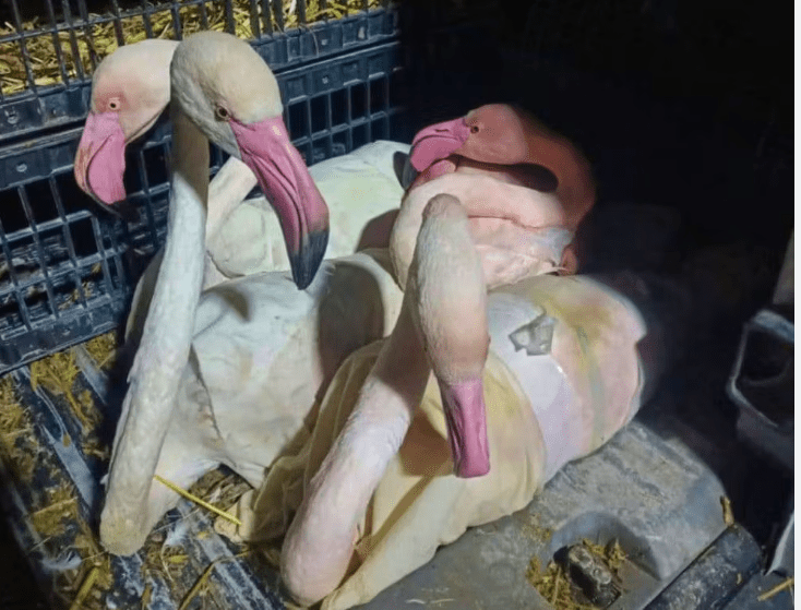 Insolite: Saisie de flamants roses destinés à la contrebande