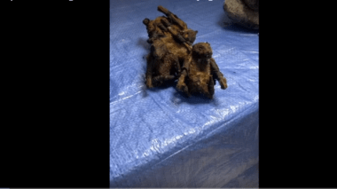 Espèces sauvages saisies à l’aéroport de Roissy!