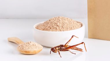 La farine d’insectes bientôt utilisée dans certains aliments!