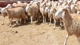 خرفان حصريّة لعيد الأضحى.. وتنظيم رخص استيراد اللحوم