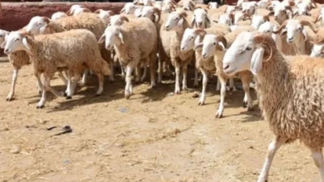 خرفان حصريّة لعيد الأضحى.. وتنظيم رخص استيراد اللحوم