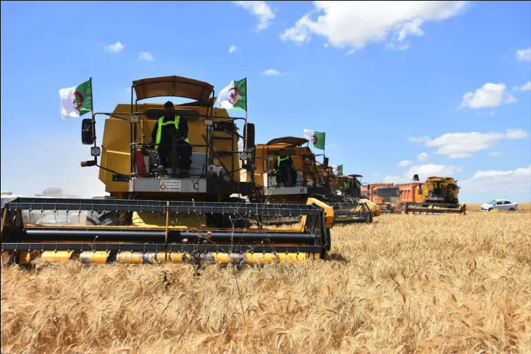 France’s Pain Over Algeria’s Wheat Production Policy