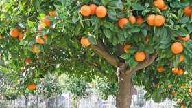 مشروع لغرس أزيد من 100 ألف شجرة في هذه الولاية