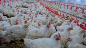 مربو الدواجن يطالبون بتذليل العقبات لضمان وفرة اللحوم طول العام
