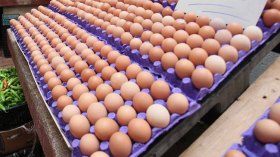 تدليس في تجارة البيض وجمعيات المستهلك تستنكر