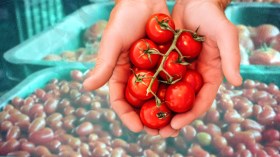 مشروع ضخم لإنتاج الطماطم الكرزية في بيوت زجاجية دعما للاقتصاد الوطني