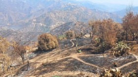 انخفاض حرائق الغابات العام الماضي بنسبة 91 % مقارنة بالعشر سنوات الأخيرة